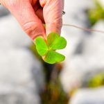 Shamrock: : il trifoglio, simbolo Irlanda